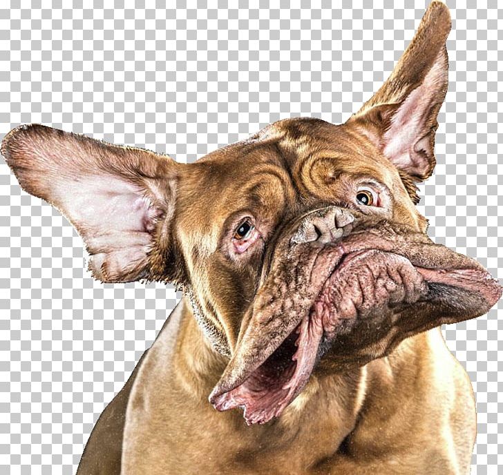 Shake Dogue De Bordeaux Photographer Photography Underwater Dogs PNG, Clipart, Animal Training, Carnivoran, Dog, Dog Breed, Dog Like Mammal Free PNG Download