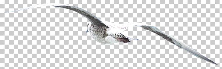Beak White Black Angle Font PNG, Clipart, Angle, Animal, Animals, Beak, Bird Free PNG Download