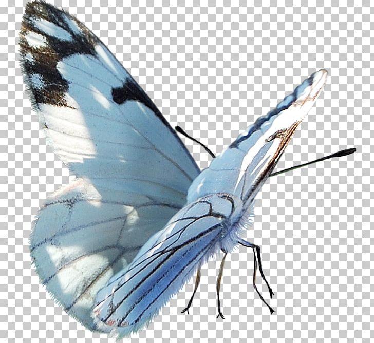 Butterfly PaintShop Pro PNG, Clipart, Arthropod, Bombycidae, Butterflies And Moths, Butterfly, Computer Software Free PNG Download