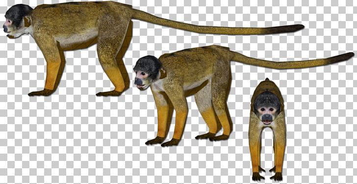 Cercopithecidae Old World Monkey Wildlife Tail PNG, Clipart, Animal, Animal Figure, Animals, Black, Cercopithecidae Free PNG Download