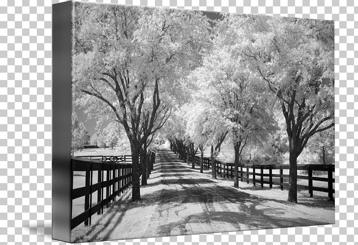 Frames Gallery Wrap Cherry Blossom Photography PNG, Clipart, Art, Black And White, Branch, Canvas, Cherry Blossom Free PNG Download