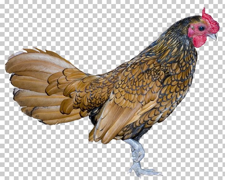 Rooster Bird Chicken PNG, Clipart, Animals, Beak, Bird, Chicken, Desktop Wallpaper Free PNG Download