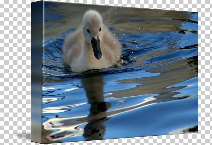 Cygnini The Ugly Duckling Gallery Wrap Canvas PNG, Clipart, Art, Beak, Bird, Canvas, Cygnini Free PNG Download