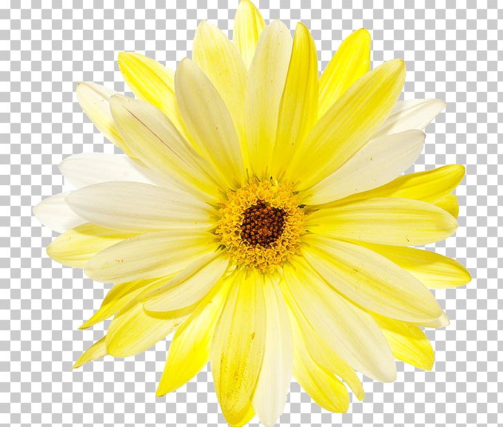 Flower Petal Common Daisy Yellow Transvaal Daisy PNG, Clipart, Annual Plant, Chrysanths, Color, Common Daisy, Common Sunflower Free PNG Download