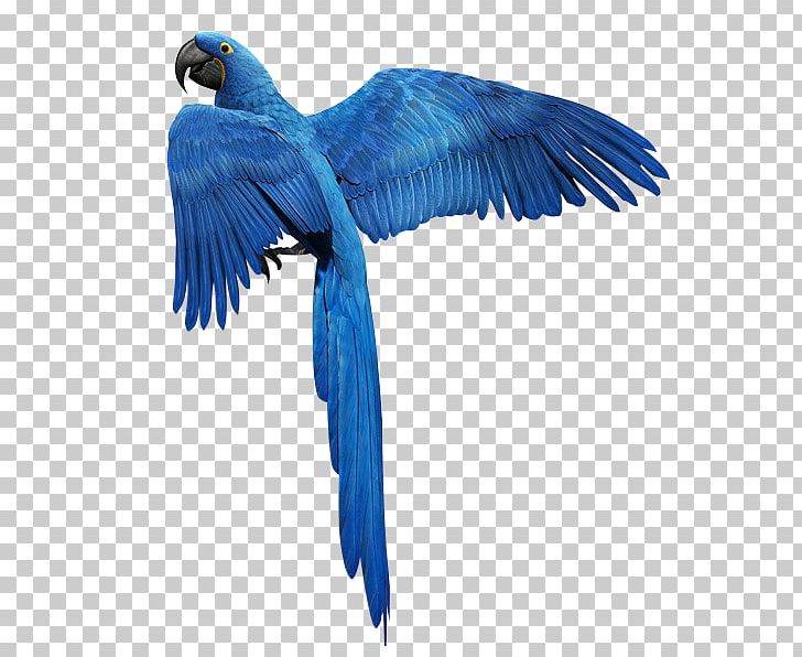 Bird Parrot Feather Golden Parakeet PNG, Clipart, Animal, Animals, Beak, Bird, Bird Cage Free PNG Download