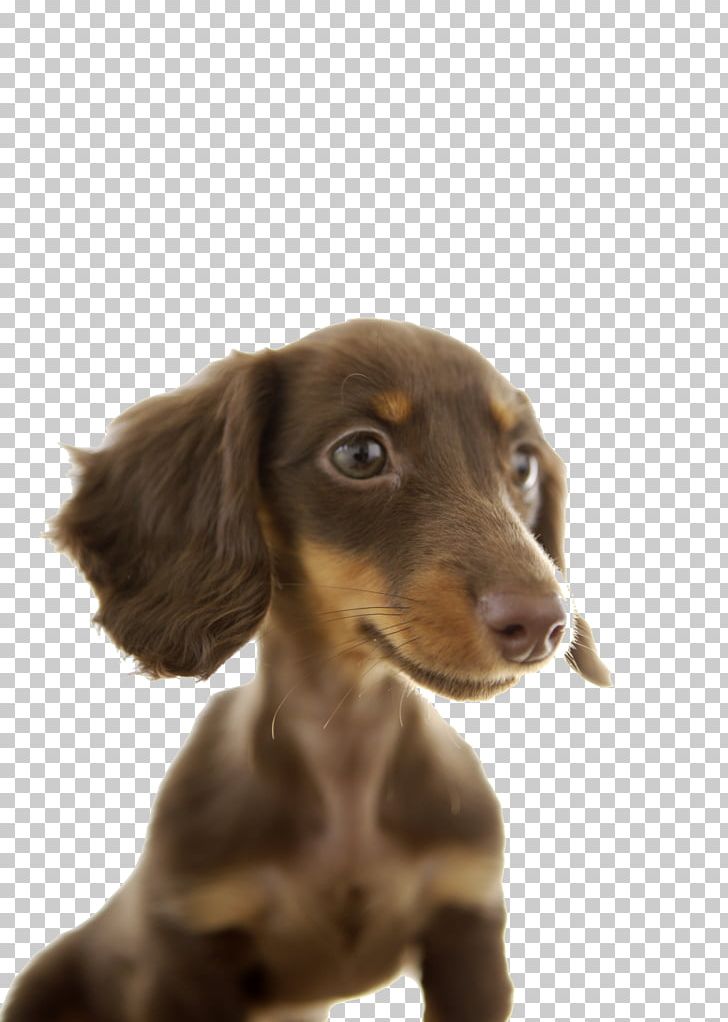 Dachshund Puppy Stock Photography Pet PNG, Clipart, Alamy, Animal, Carnivoran, Cartoon, Companion Dog Free PNG Download