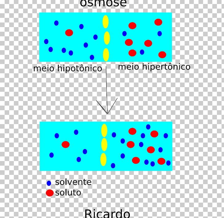 Drawing Osmosis Diffusion PNG, Clipart, Angle, Animal, Area, Circle, Copyright Free PNG Download