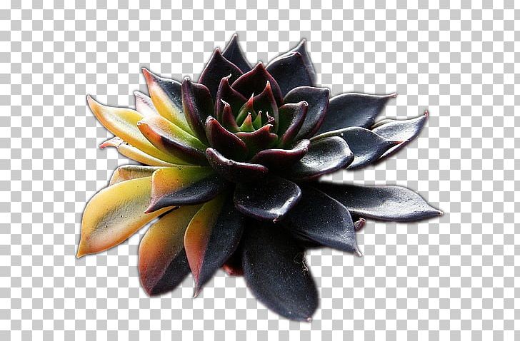 Echeveria Agavoides Echeveria Setosa Succulent Plant Cactaceae Echeveria Lilacina PNG, Clipart, 0 1 5, 5 Anniversary, 5 Star, 5 Stars, Cactus Garden Free PNG Download