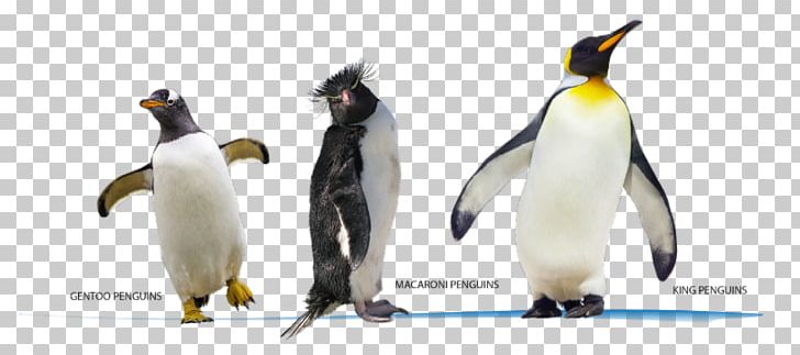 King Penguin Geography Success CfE Higher Geography Practice Papers For SQA Exams Book Of Birds PNG, Clipart, Animal Figure, Beak, Bird, English, Flightless Bird Free PNG Download