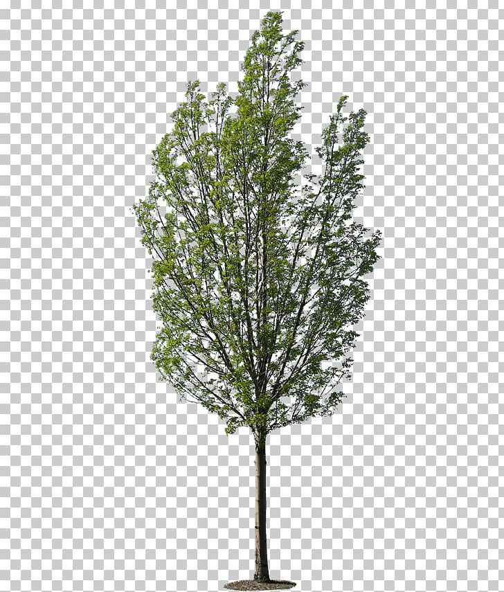 Larch Tree Planting Tropical Woody Bamboos PNG, Clipart, Arecaceae, Aspen, Branch, Conifer, Evergreen Free PNG Download