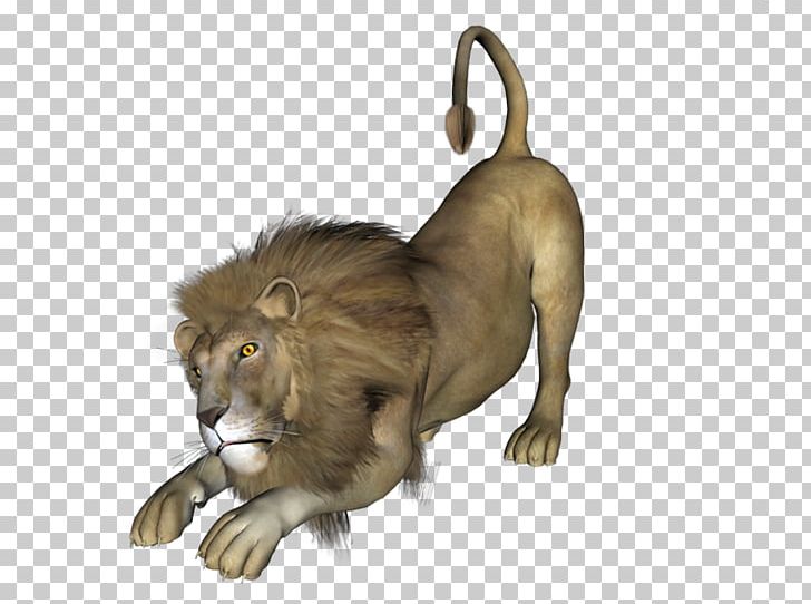Lion Blog PhotoScape PNG, Clipart, Animal, Big Cat, Big Cats, Blog, Carnivoran Free PNG Download