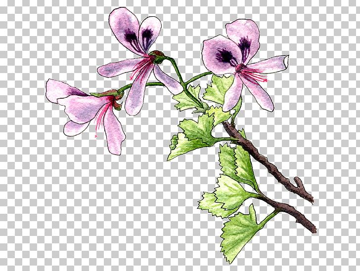 Plant Flower Violet Lilac Pollinator PNG, Clipart, Flora, Flower, Flower Garden, Flowering Plant, Food Drinks Free PNG Download