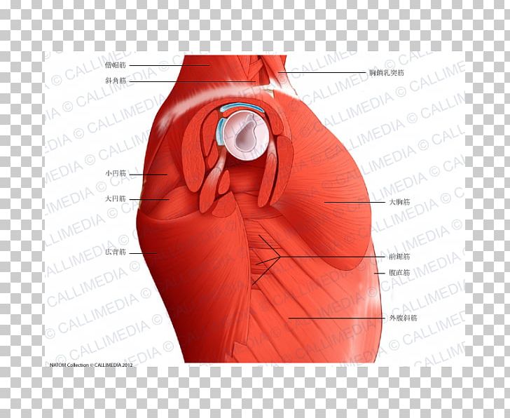 Anatomy Rectus Abdominis Muscle Muscular System Neck PNG, Clipart, Abdomen, Anatomy, Arm, Head, Hip Free PNG Download