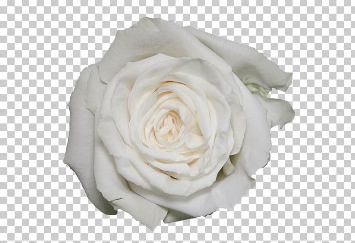 Garden Roses White Beach Rosa 'Eden' PNG, Clipart, Beach, Centifolia Roses, Color, Cut Flowers, Floribunda Free PNG Download