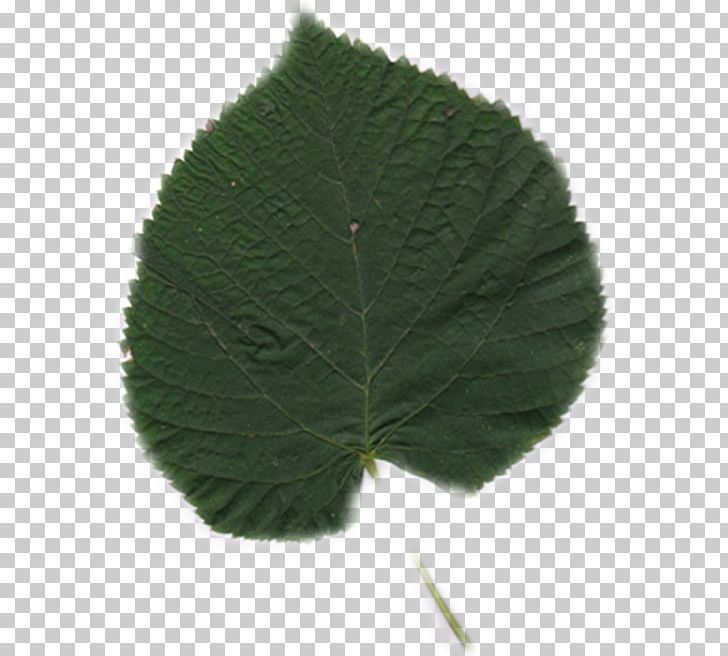 Leaf PNG, Clipart, Grass, Green, Heinz Hermann Thiele, Leaf, Plant Free PNG Download