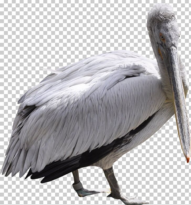Pelican Bird Flamingos Ardea Ciconia PNG, Clipart, Animal, Animals, Beak, Bird, Canadian Goose Free PNG Download