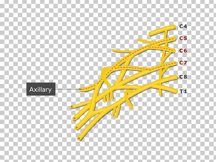 Thoracodorsal Nerve Musculocutaneous Nerve Coracobrachialis Muscle Axillary Nerve PNG, Clipart, Angle, Axillary Nerve, Biceps, Brachial Plexus, Brachial Plexus Block Free PNG Download