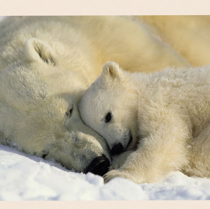 Baby Polar Bears Hellabrunn Zoo PNG, Clipart, Animal, Animals, Arctic, Baby Polar Bear, Baby Polar Bears Free PNG Download