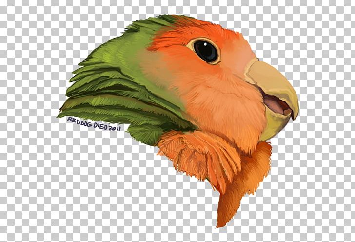 Macaw Drawing Mask Parakeet Beak PNG, Clipart, Airbrush, Beak, Bird, Common Pet Parakeet, Deviantart Free PNG Download