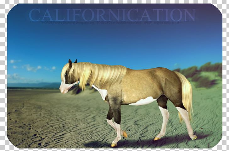 Mustang Stallion Mare Fauna Pack Animal PNG, Clipart, Fauna, Grass, Horse, Horse Like Mammal, Livestock Free PNG Download