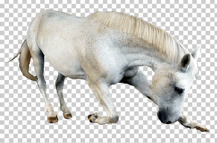 Pony Mare Mane Stallion Mustang PNG, Clipart, Animal, Desktop Wallpaper, Donkey, Download, Fauna Free PNG Download