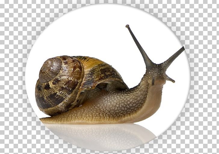 Snail Slime Slimy Snails Heliciculture Mucus PNG, Clipart, Animals, Collagen, Cornu Aspersum, Elastin, Extract Free PNG Download