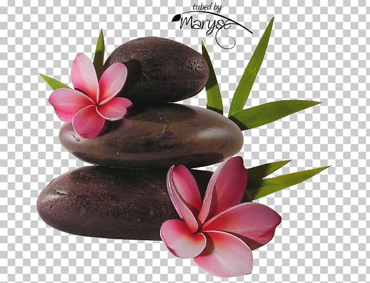 Zen Nature Story Meditation Flower PNG, Clipart, Fleur, Flower, Flowerpot, Frangipani, Japanese Rock Garden Free PNG Download