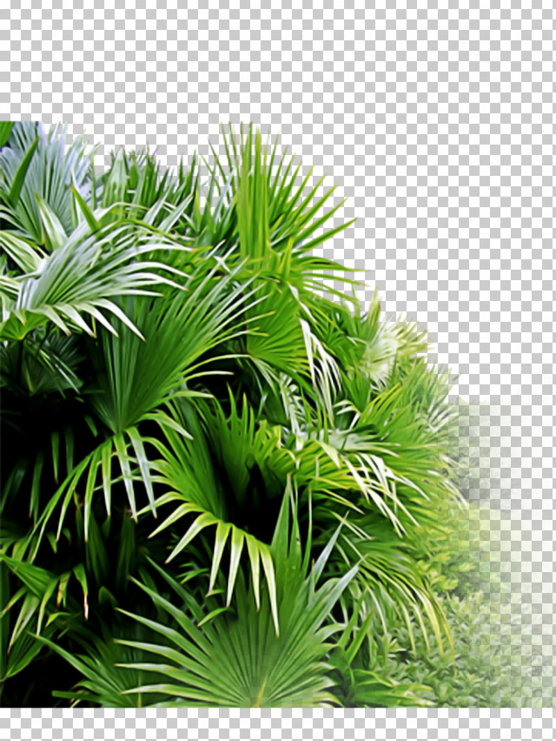 Palm Tree PNG, Clipart, Arecales, Grass, Green, Leaf, Palm Tree Free PNG Download