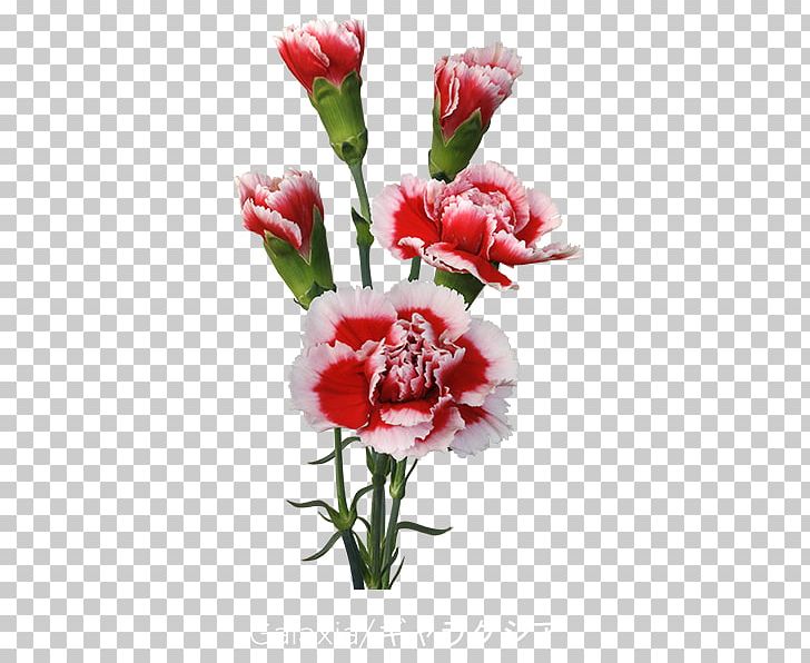 Carnation Cut Flowers Floral Design Flower Bouquet PNG, Clipart, Artificial Flower, Carnation, Carnetion, Colibri Flowers Sa, Cut Flowers Free PNG Download