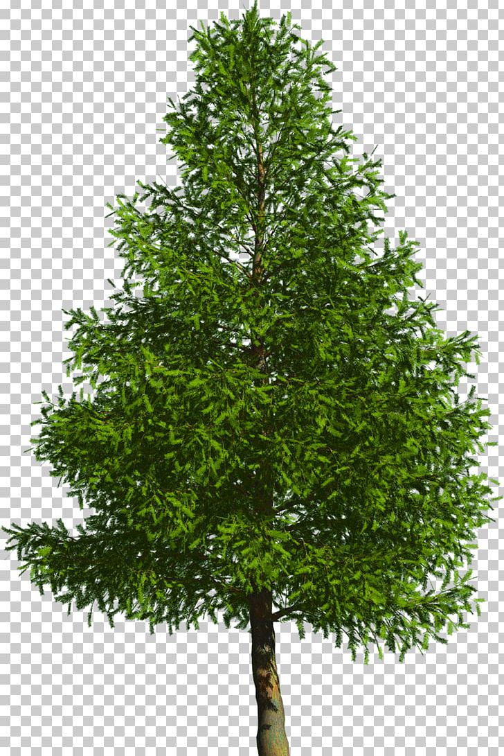 Evergreen Tree Pine Douglas Fir PNG, Clipart, Arborvitae, Branch, Conifer, Conifers, Douglas Fir Free PNG Download