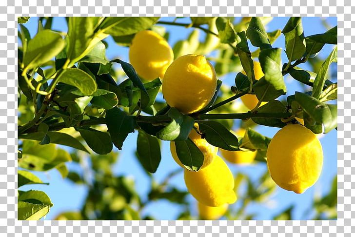 Lemon Food YouTube Fruit Tree PNG, Clipart, Branch, Citron, Citrus, Cooking, Flavor Free PNG Download