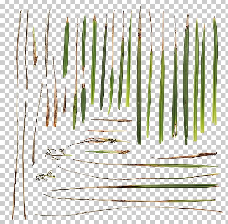 Product Design Line Grasses PNG, Clipart, Grass, Grasses, Grass Family, Line Free PNG Download