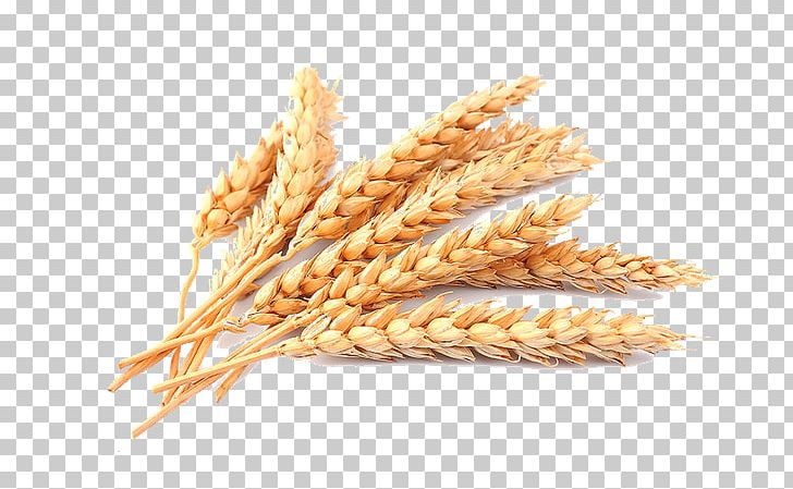 Cereal Common Wheat Stock Photography Ear PNG, Clipart, Cereal, Cereal Germ, Commodity, Common Wheat, Crop Free PNG Download