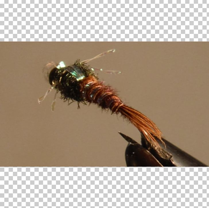 Insect Close-up PNG, Clipart, Animals, Arthropod, Closeup, Fly, Insect Free PNG Download