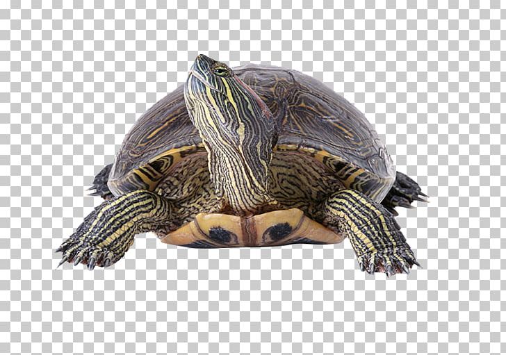 Turtle Reptile Filter PNG, Clipart, Animal, Animals, Aquarium, Aquatic Animal, Box Turtle Free PNG Download