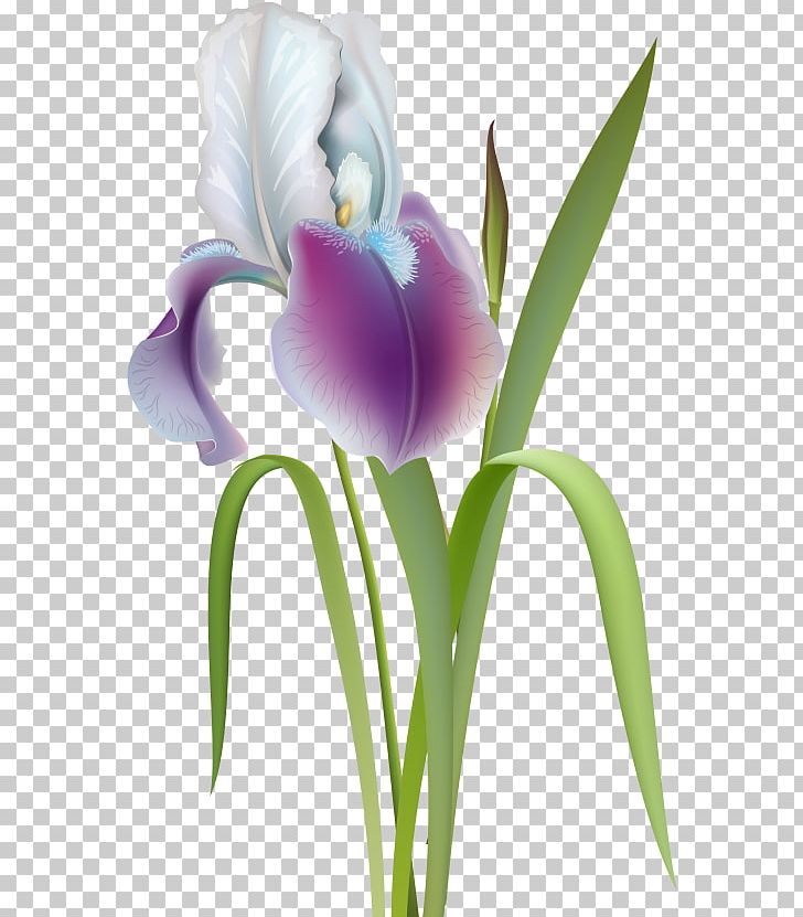 Flower PNG, Clipart, Art, Cattleya, Clip Art, Cut Flowers, Desktop Wallpaper Free PNG Download
