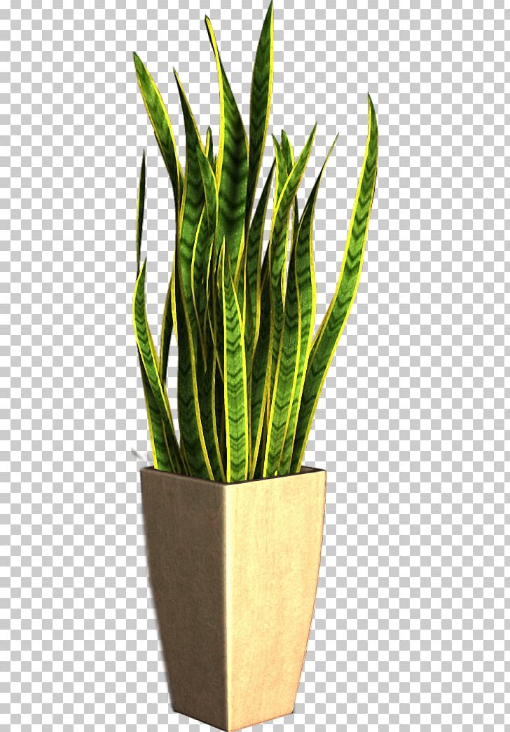 Flowerpot Houseplant PNG, Clipart, Animaatio, Chinese Evergreens, Drawing, Exotic, Flowerpot Free PNG Download