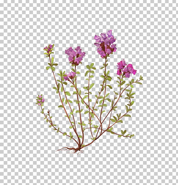 Lavender Violet Cut Flowers Plant Stem PNG, Clipart, Aside, Branch, Branching, Cut Flowers, Flora Free PNG Download