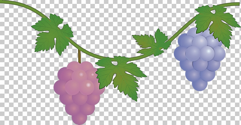 Grape Grapes Fruit PNG, Clipart, Berry, Currant, Flower, Food, Fruit Free PNG Download