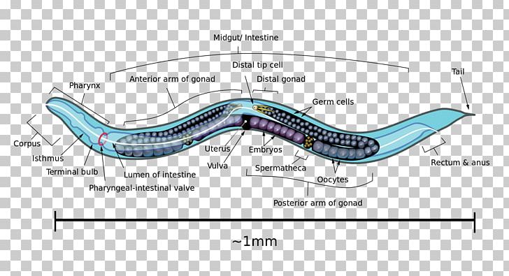 OpenWorm Brain Roundworms PNG, Clipart, Angle, Area, Auto Part, Brain, Cell Free PNG Download