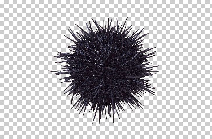 Sea Urchin Echinoderm Gonad Strongylocentrotus Purpuratus PNG, Clipart, Black, Black And White, Brittle Star, Cucumber, Cucumber Slices Free PNG Download