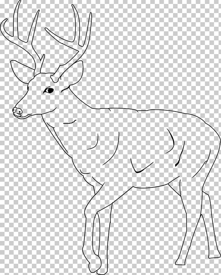 The White-tailed Deer Coloring Book Mule Deer PNG, Clipart, Adult, Animals, Antler, Black And White, Child Free PNG Download