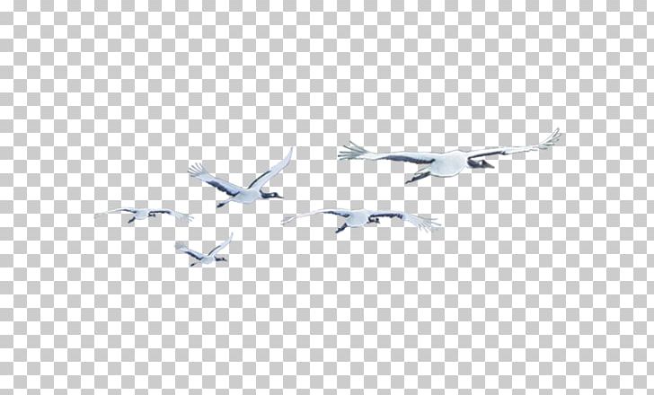 White Angle Pattern PNG, Clipart, Angle, Bird, Computer, Computer Wallpaper, Crane Free PNG Download