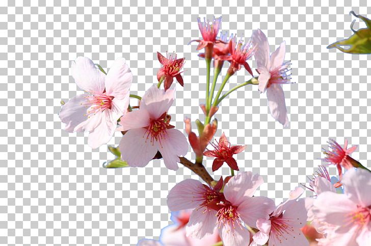 Cherry Blossom Japan Floral Design Flower PNG, Clipart, Blossom, Blossoms, Branch, Cherry, Cherry Blossom Free PNG Download