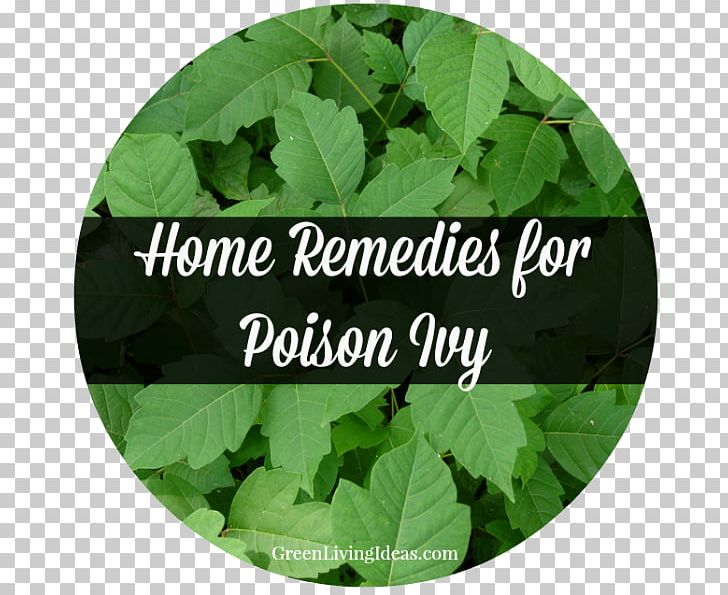 Poison Ivy Pacific Poison Oak Poison Sumac PNG, Clipart, Allergy, Cure, Grass, Green, Healing Free PNG Download