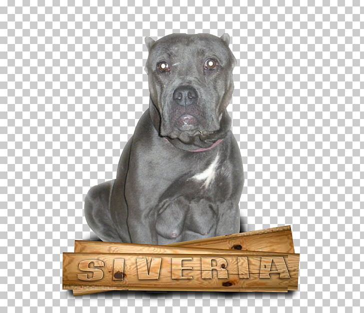 Cane Corso American Pit Bull Terrier Dog Breed Guard Dog PNG, Clipart, American Bullfrog, American Pit Bull Terrier, Breed, Cane Corso, Carnivoran Free PNG Download