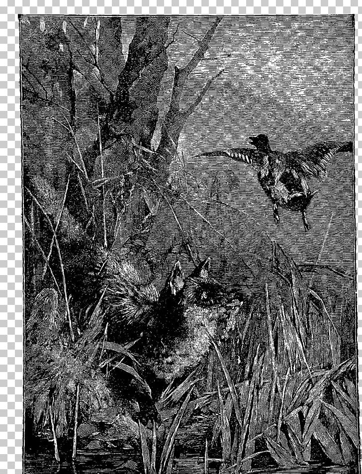 Duck Bayou Fauna Shrubland Plant PNG, Clipart, Animals, Bayou, Beak, Bird, Black And White Free PNG Download