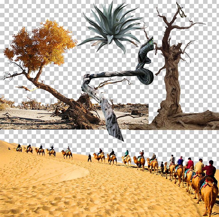 Landscape Tree Desert PNG, Clipart, Arizona Desert, Beautiful, Beautiful Scenery, City Landscape, Computer Wallpaper Free PNG Download