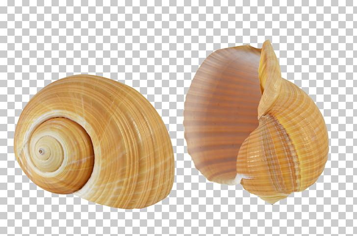 Seashell Cockle Conchology Sea Snail Molluscs PNG, Clipart, Animals, Cockle, Conch, Conchology, Craft Free PNG Download