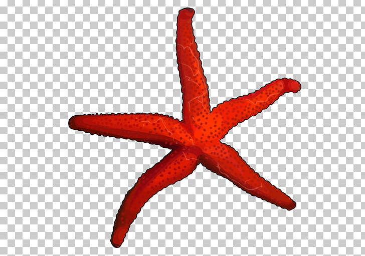 Starfish Jellyfish Echinoderm Invertebrate PNG, Clipart, Animaatio, Animals, Drawing, Echinoderm, Invertebrate Free PNG Download